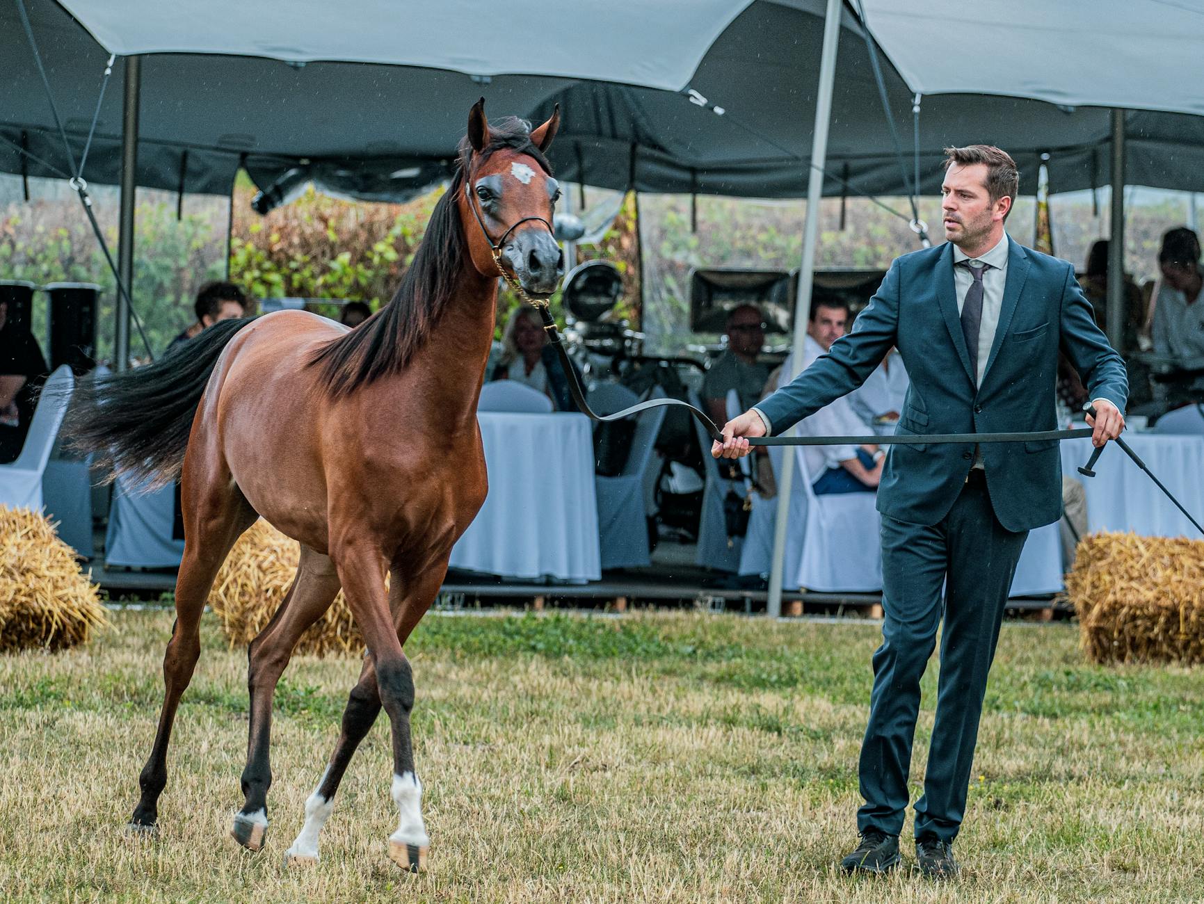 A man leads a majestic brown horse at a formal equestrian event outdoors.