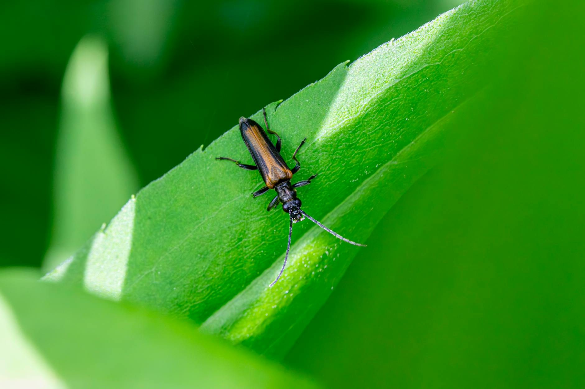 Detailed macro shot of a bordered click beetle resting on a lush green leaf.