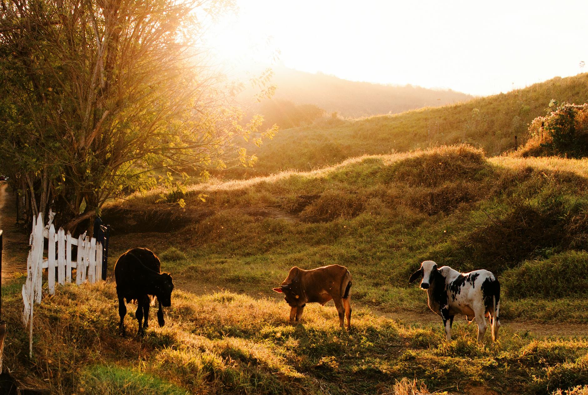Tranquil scene of cows grazing in a sunlit field in Além Paraíba, Brazil.
